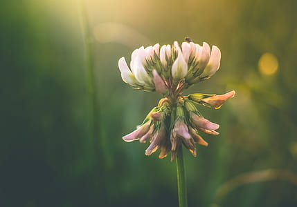 selective focus photo of pink clover flower thumbnail