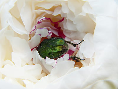 white flowers thumbnail