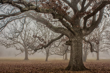 landscape photo of naked trees thumbnail