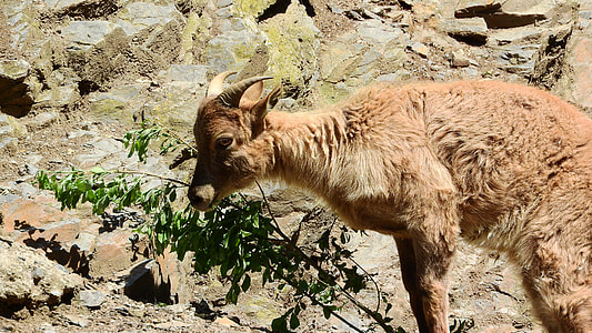 Tahr The Himalayan thumbnail