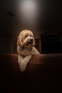 brown Labradoodle puppy lying on brown leather sofa thumbnail