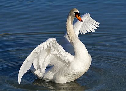 white domestic swan on body of water thumbnail