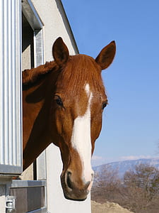 closeup photo of white and brown horse thumbnail