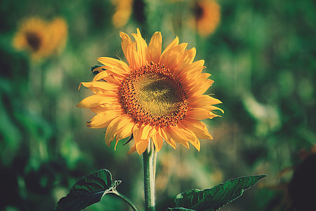 closeup photography of sunflower thumbnail