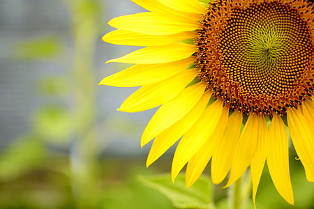 sunflower thumbnail