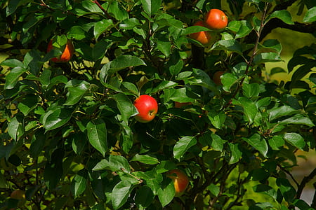 food, healthy, red, apple thumbnail