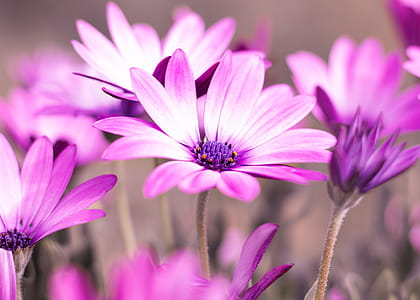 Selective Photo of Purple Daisy Flowers thumbnail