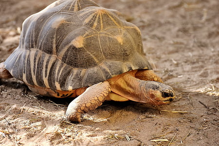 brown tortoise on sand thumbnail
