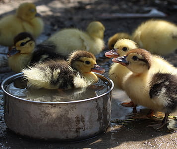 baby ducks thumbnail