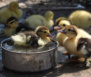 duckling-fluffy-cute-birds-thumb.jpg