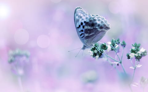gray and white butterfly on petaled flower thumbnail