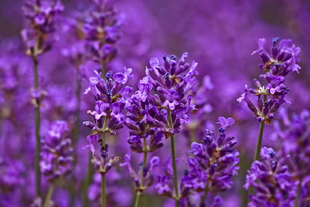 selective focus photography of lavender thumbnail