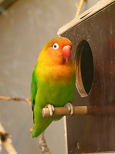bird perched on nestbox thumbnail