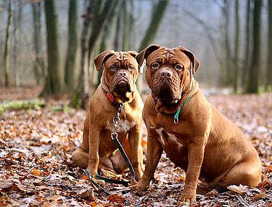 two adult red French mastiffs on dried leaves thumbnail