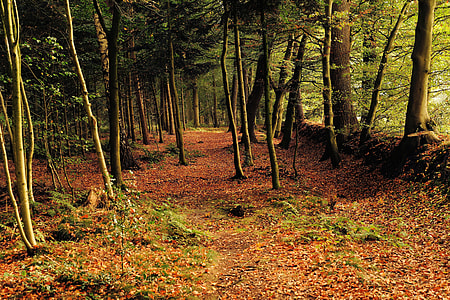 green leafed trees thumbnail