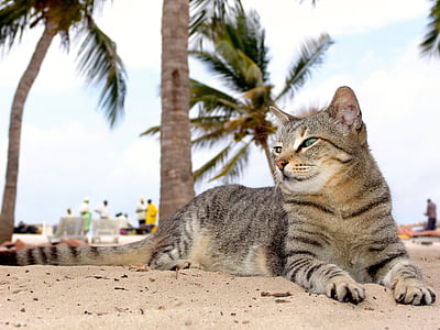 gray tabby cat lying on white sand thumbnail