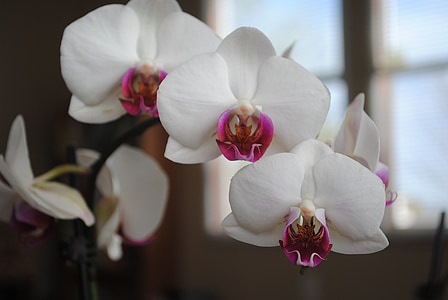 selective focus photography of white moth orchid flowers thumbnail