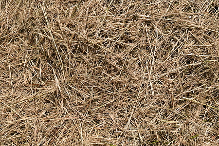 brown grass field at daytime thumbnail