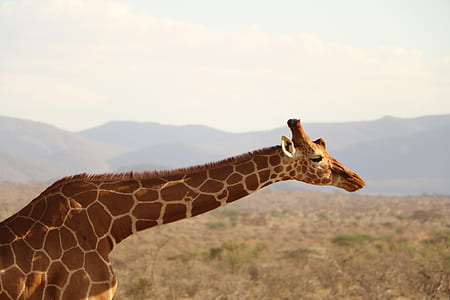 selective focus photography of giraffe thumbnail