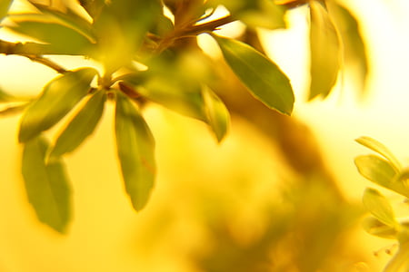 green leafed plant thumbnail