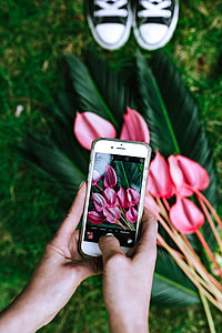 Colorful Exotic Flowers and Greenery thumbnail