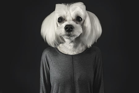 adult Maltese wearing black shirt thumbnail