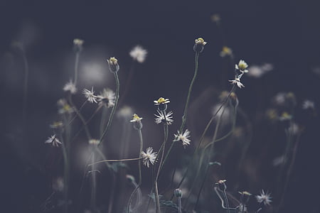 selective focus photo of white petaled flowers thumbnail