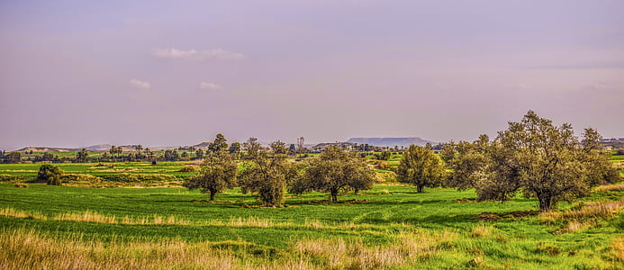 green grass field thumbnail