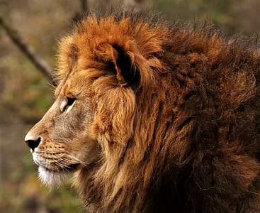 brown lion standing near brown tree thumbnail