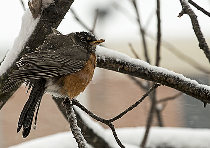 bird perch on tree twig thumbnail