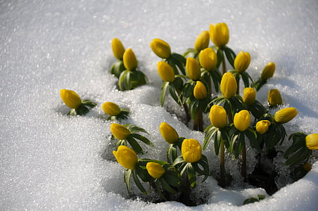 bunch of yellow petaled flowers on snow thumbnail