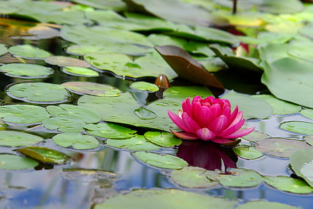shallow focus photography of pink water lily during daytime thumbnail