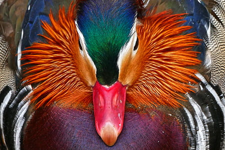 orange, blue, and red duck painting thumbnail