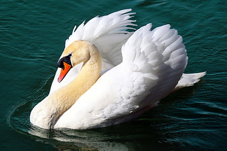 white swan on water during daytime photo thumbnail