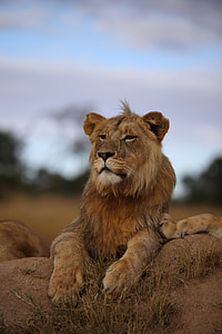 tilt-shift lens photography of a lion on a brown pile of soil thumbnail