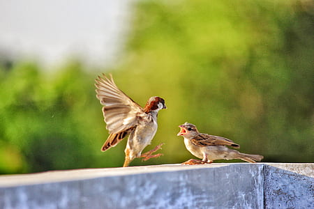 Selective Focus of Two Birds on Concrete Beam thumbnail