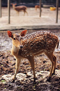 Brown and White Spotted Deer thumbnail
