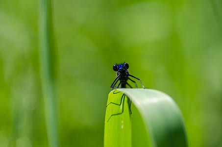 nature, grass, plant, insect thumbnail