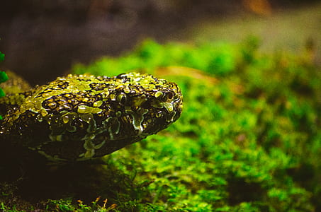 wood, nature, water, forest thumbnail