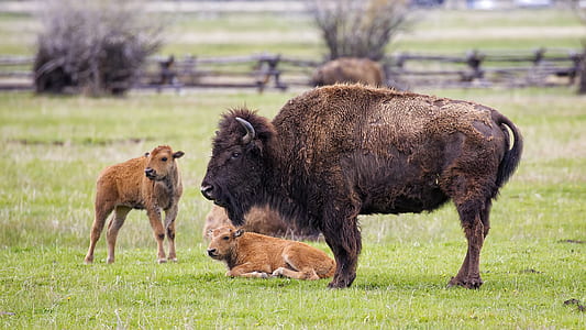 adult bison standing beside two young bisons thumbnail