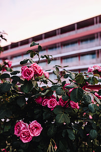 Roses of Bulgaria thumbnail