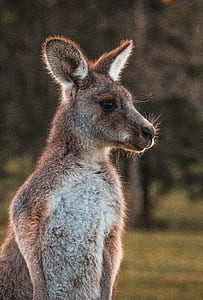 closeup photo of kangaroo thumbnail