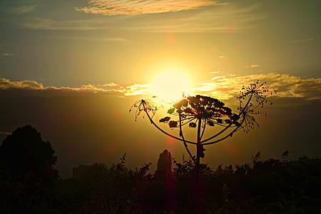 Against Sunlight Photo of Tree Under Cloudy Skies thumbnail