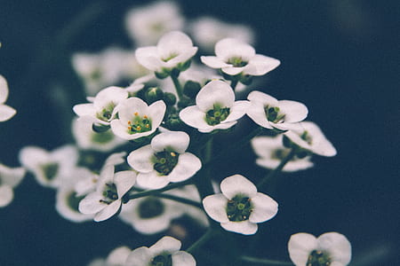 closeup photography of white petaled flowers thumbnail