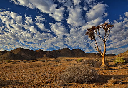 brown bare tree in dessert photogrpahy thumbnail