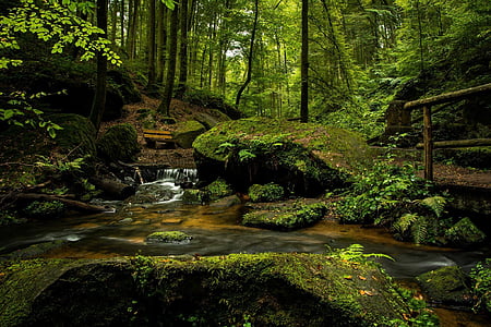 time-lapse photography of flowing river surrounded with green moss covered plants thumbnail