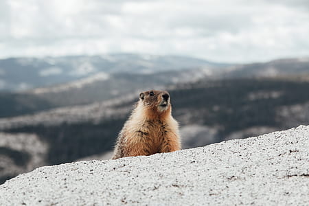 brown rodent on gray sand during daytime thumbnail