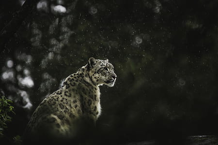 grayscale photo of leopard thumbnail
