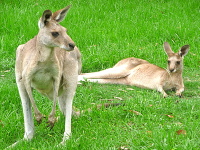 two brown kangaroos standing on green grass thumbnail