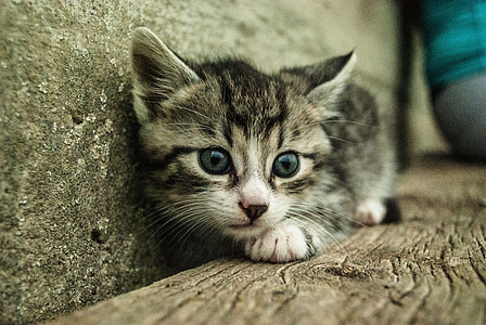 shallow focus photography of silver Tabby kitten thumbnail